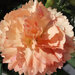Укорененные черенки Гвоздики, Dianthus SuperTrouper® Sorbet