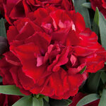 Укорененные черенки Гвоздики, Dianthus SuperTrouper® Valentine 