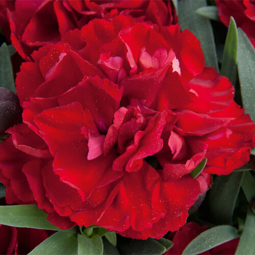 Укорененные черенки Гвоздики, Dianthus SuperTrouper® Valentine 
