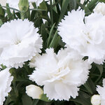 Укорененные черенки Гвоздики, Dianthus SuperTrouper® Witta
