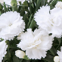 Укорененные черенки Гвоздики, Dianthus SuperTrouper® Witta