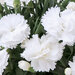Укорененные черенки Гвоздики, Dianthus SuperTrouper® Witta