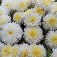 Хризантема МУЛЬТИФЛОРА 