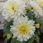 Хризантема МУЛЬТИФЛОРА 
