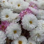 Хризантема МУЛЬТИФЛОРА 
