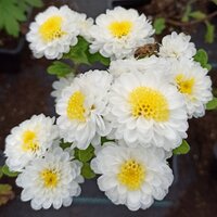 Хризантема МУЛЬТИФЛОРА 