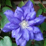 Клематис Бьюти оф Вочестер, Beauty of Worcester