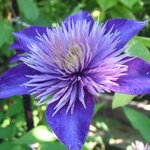Клематис Мульти Блю, Multi Blue