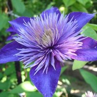 Клематис Мульти Блю, Multi Blue