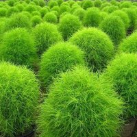 Сеянцы Кохии