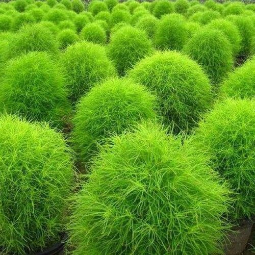 Сеянцы Кохии
