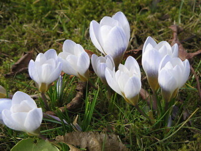 Луковицы Шафрана, крокус - CROCUS