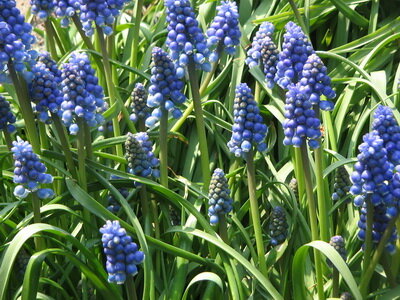 Луковицы Мускари, мышиный гиацинт, гадючий лук - MUSCARI
