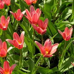 Луковицы Тюльпанов - TULIPA