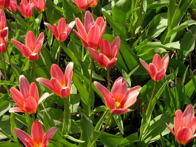 Луковицы Тюльпанов - TULIPA