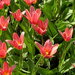 Луковицы Тюльпанов - TULIPA