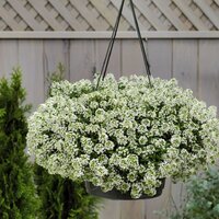 Алиссум морской, лобуллярия