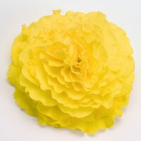 Сеянцы Бегонии клубневой
