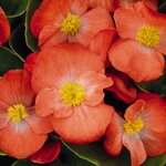 Orange B101.22 