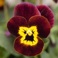 Сеянцы Виолы, анютины глазки