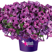 Splach Dance Purple Polka