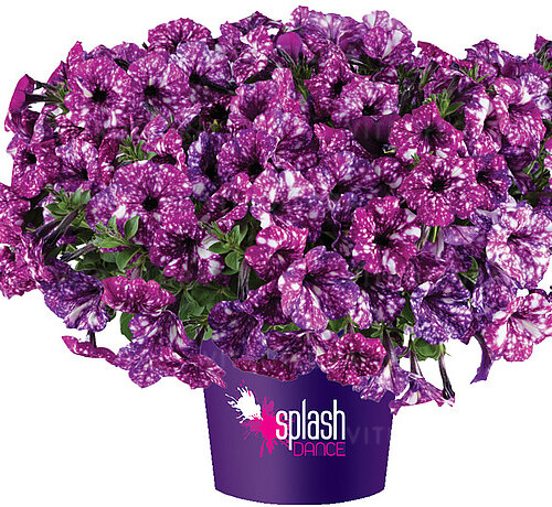 Splach Dance Purple Polka
