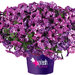 Splach Dance Purple Polka