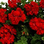 Ампельная плющелистная пеларгония (герань) BigX Red Devil