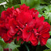 Ампельная плющелистная пеларгония (герань) Corriente Dark Red