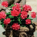 Ампельная плющелистная пеларгония (герань) Corriente Artic Red