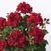 Ампельная плющелистная пеларгония (герань) SunFlorix  Dark Red
