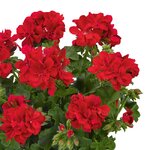 Ампельная плющелистная пеларгония (герань) SunFlorix Red