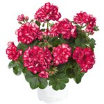 Ампельная плющелистная пеларгония (герань) SunFlorix Red with White
