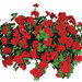 Ампельная плющелистная пеларгония (герань) Temprano Bright Red