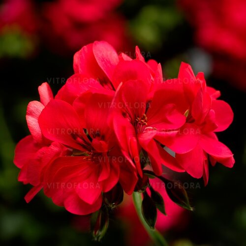 Ампельная плющелистная пеларгония (герань) Temprano Hot Coral