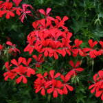 Ампельная плющелистная Пеларгония (герань) Balcon Red