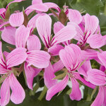 Ампельная плющелистная Пеларгония (герань) Decora Lilac