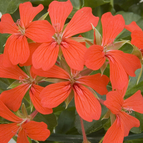 Ампельная плющелистная Пеларгония (герань) Decora Red