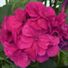 Ампельная плющелистная Пеларгония (герань) Royal® Blue kleblue