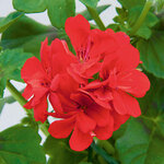 Ампельная плющелистная Пеларгония (герань) Royal® Brilliant Red