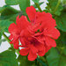 Ампельная плющелистная Пеларгония (герань) Royal® Brilliant Red