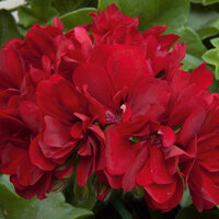 Ампельная плющелистная Пеларгония (герань) Royal® Dark Red KLEP04114