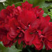 Ампельная плющелистная Пеларгония (герань) Royal® Dark Red KLEP04114