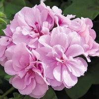Ампельная плющелистная Пеларгония (герань) Royal® Lavender KLEPP07196
