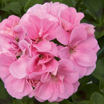Ампельная плющелистная Пеларгония (герань) Royal® Light Pink KLEP02060