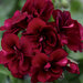 Ампельная плющелистная Пеларгония (герань) Royal® Night?12