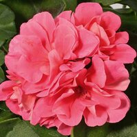 Ампельная плющелистная Пеларгония (герань) Royal® Pink KLEPP08209