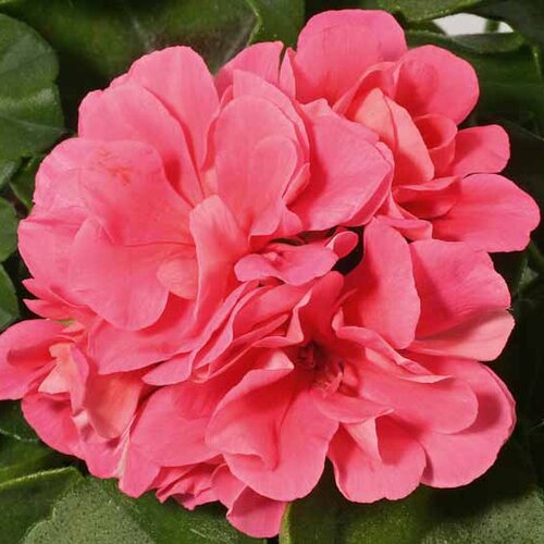 Ампельная плющелистная Пеларгония (герань) Royal® Pink KLEPP08209
