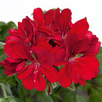 Ампельная плющелистная Пеларгония (герань) Royal® Purple Red
