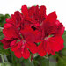 Ампельная плющелистная Пеларгония (герань) Royal® Purple Red
